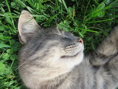 Close-up of a cat sleeping in grass, the focus is on its head.